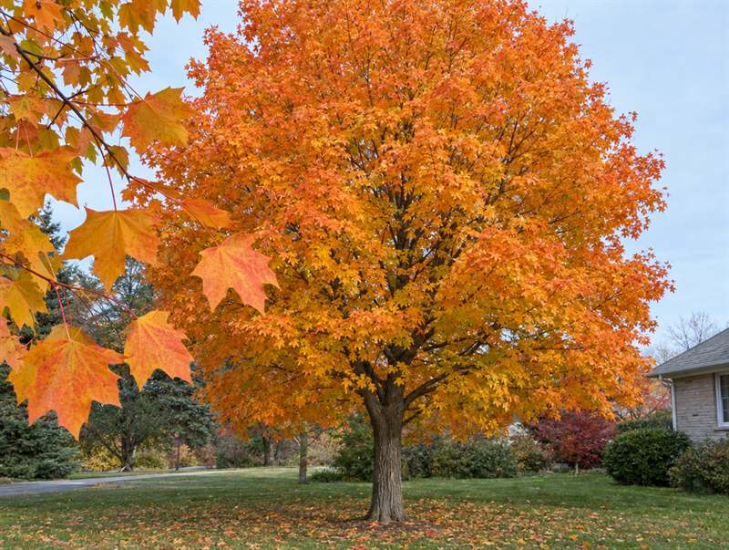 A sugar maple in autumn: a rounded crown blazing orange and gold over a front lawn
