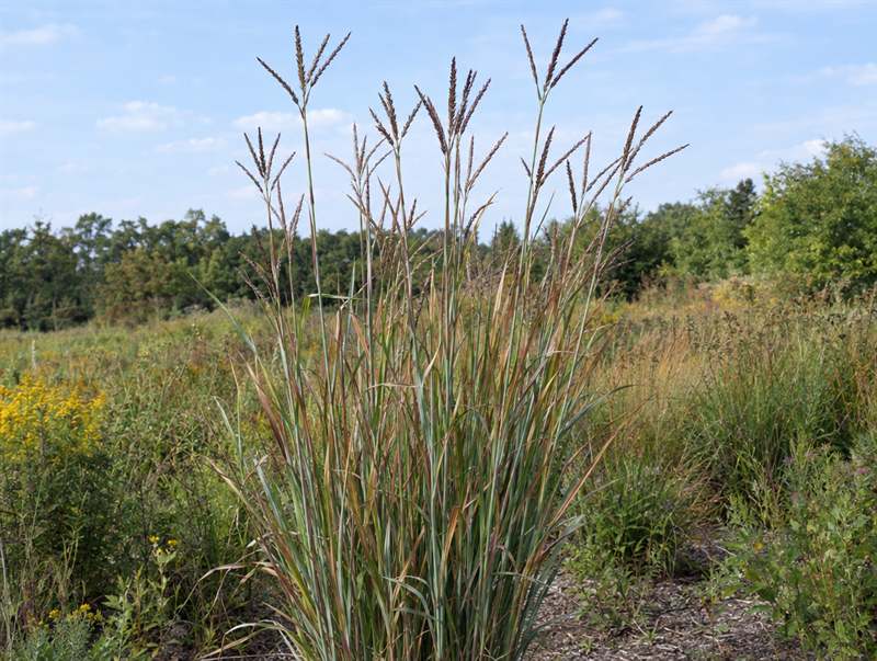 Big bluestem in a prairie planting: tall stems with branched turkey-foot seed heads