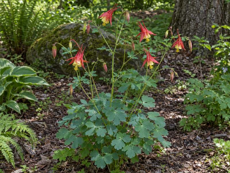 Wild columbine in a woodland garden: nodding red and yellow flowers with long red spurs