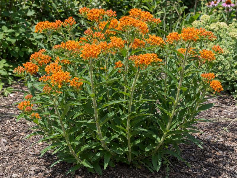 Butterfly weed in bloom: flat clusters of bright orange flowers over narrow leaves