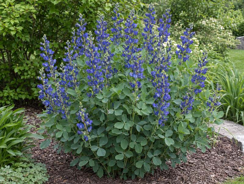 Blue false indigo in bloom: upright spikes of indigo pea flowers over blue-green leaves