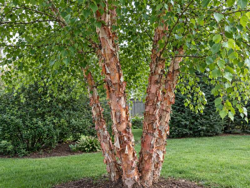 A river birch with several trunks covered in peeling salmon and cinnamon bark
