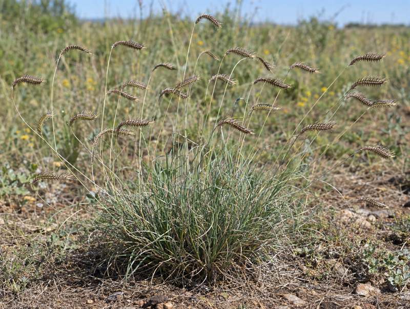 Blue grama grass: a low tuft with curved eyelash-shaped seed heads held out sideways