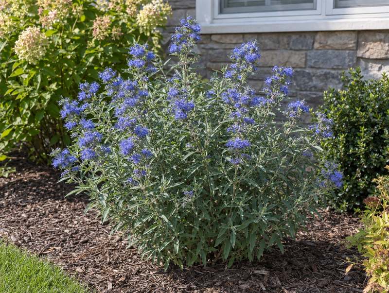 Blue mist spirea in a foundation bed: grey-green leaves with clusters of bright blue flowers