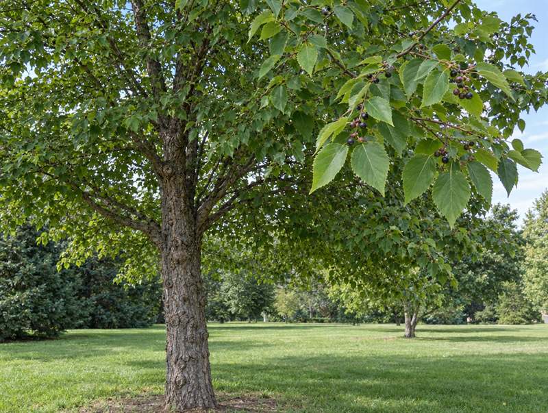 A hackberry in a park lawn, its grey trunk covered in corky warts and ridges