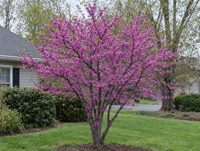 An eastern redbud in early spring, its bare branches covered in magenta-pink flowers