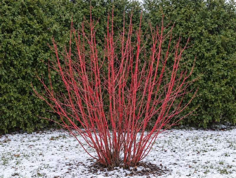 Red twig dogwood in winter: bright red bare stems over a dusting of snow