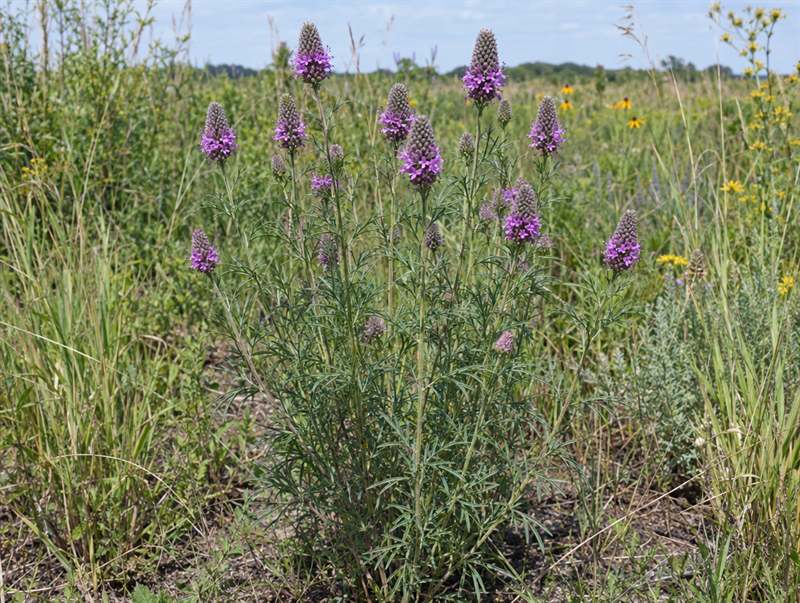 Purple prairie clover: slender stems topped by thimble-shaped rose-purple flower heads