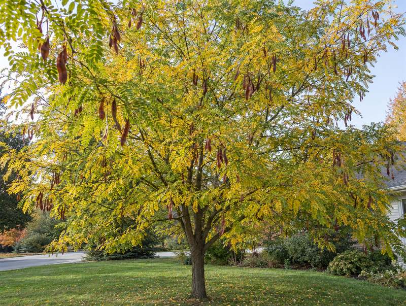 A honeylocust in a front yard in autumn, its fine pinnate leaves yellow and long brown pods hanging