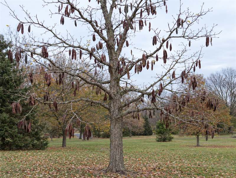 A Kentucky coffeetree after leaf drop, hung with thick dark brown seed pods