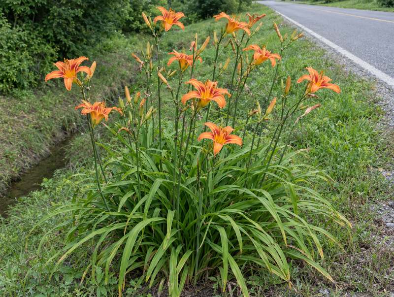 Orange daylily along a roadside ditch: trumpet flowers on bare stems over arching strap leaves