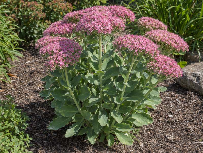 Showy stonecrop in late summer: fleshy grey-green leaves under broad flat heads of pink flowers