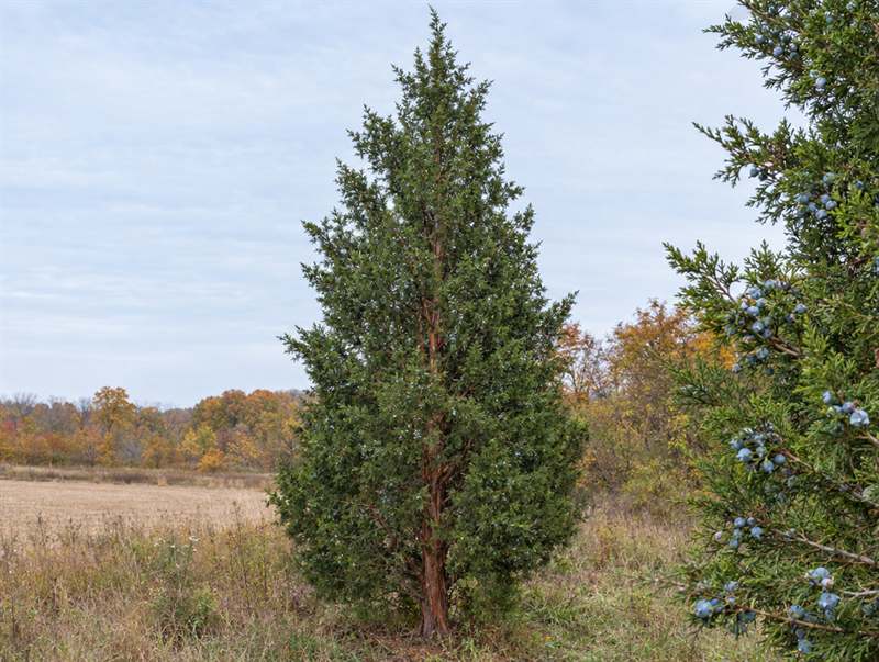 An eastern redcedar at a field edge: a narrow evergreen with shredding red-brown bark and blue berries