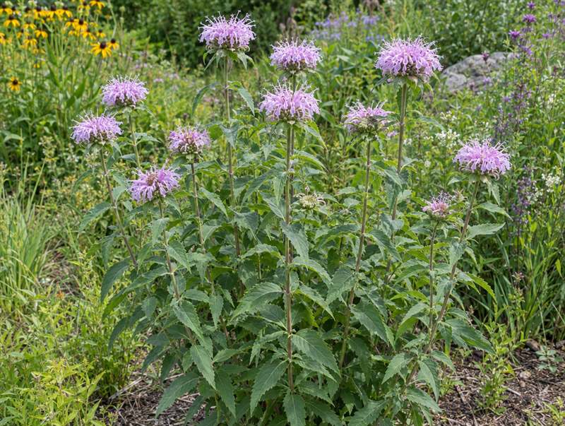 Wild bergamot in a meadow bed: shaggy pale lavender-pink flower heads on upright stems