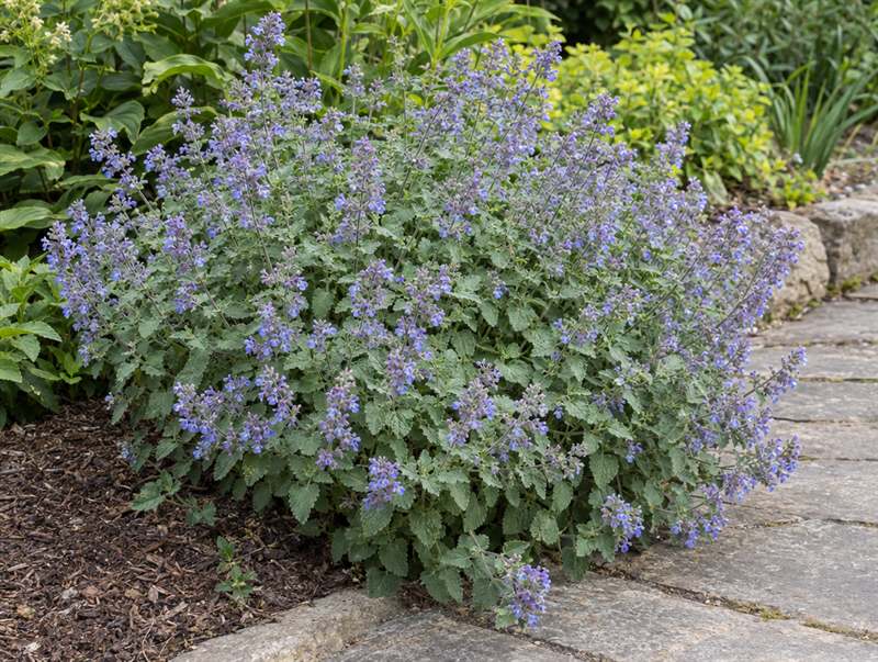 Catmint spilling over a garden path: grey-green leaves under spikes of lavender-blue flowers