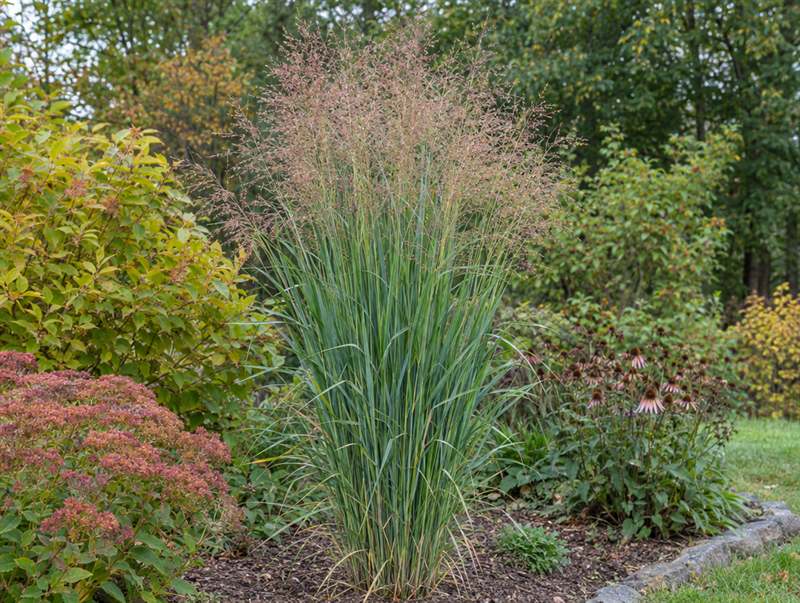 Switchgrass in a border: an upright clump of blue-green blades under airy pink-tan seed heads