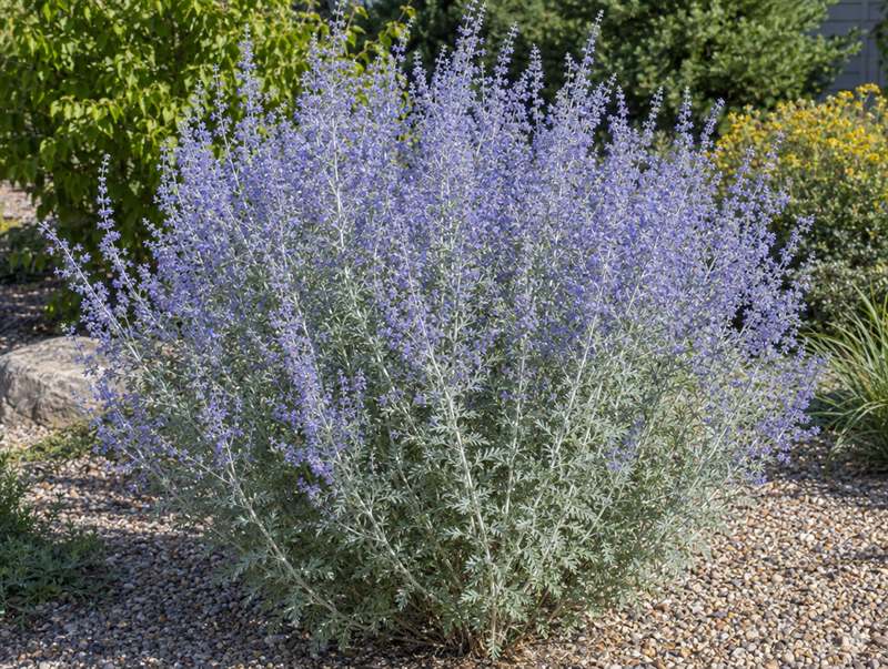 Russian sage in a gravel bed: silvery stems under a haze of lavender-blue flowers