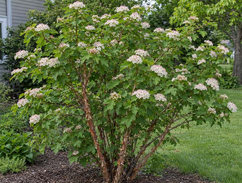 A ninebark shrub in bloom: lobed leaves, round white flower clusters and peeling stems