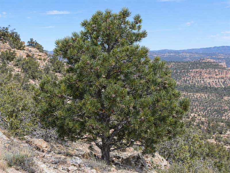 A pinyon pine on a dry rocky slope: a small, bushy, rounded pine