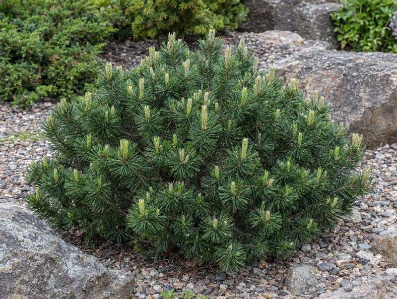 A mugo pine in a rock garden: a low, dense mound of dark needles with pale new candles