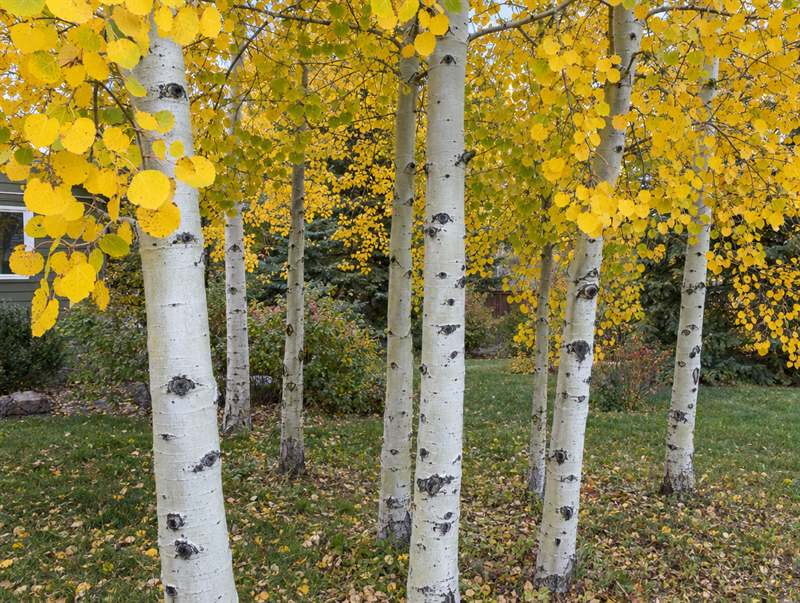 A grove of quaking aspen in autumn: chalky white trunks with black knots under golden leaves