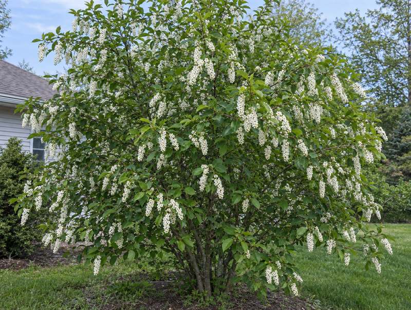 A chokecherry in spring bloom, hung with drooping spikes of small white flowers
