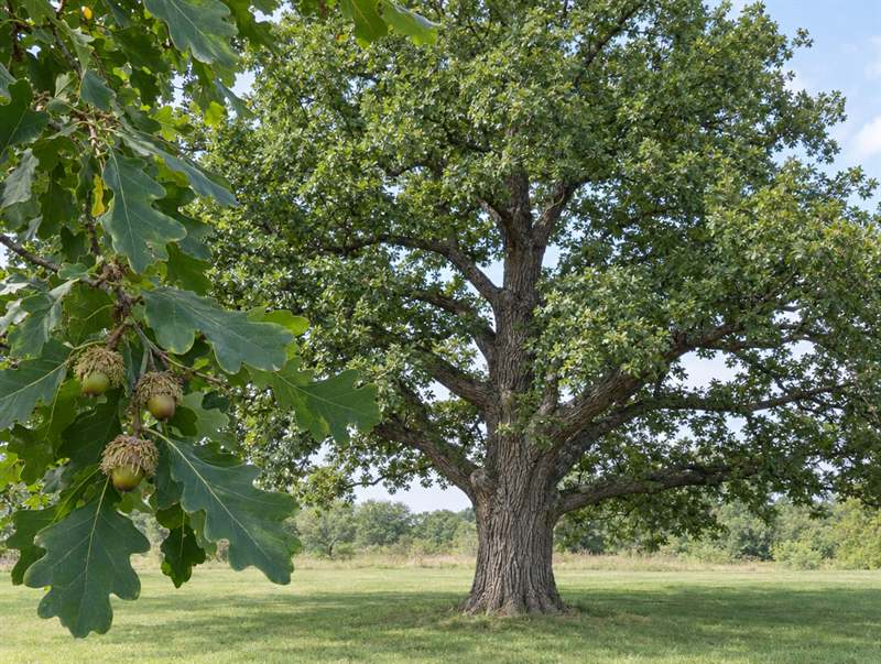 A broad bur oak in an open lawn, with acorns in shaggy fringed caps on a near branch