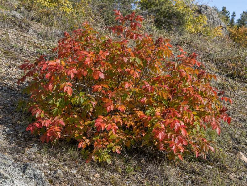 Fragrant sumac in autumn: a low mound of three-part leaves turning orange and scarlet