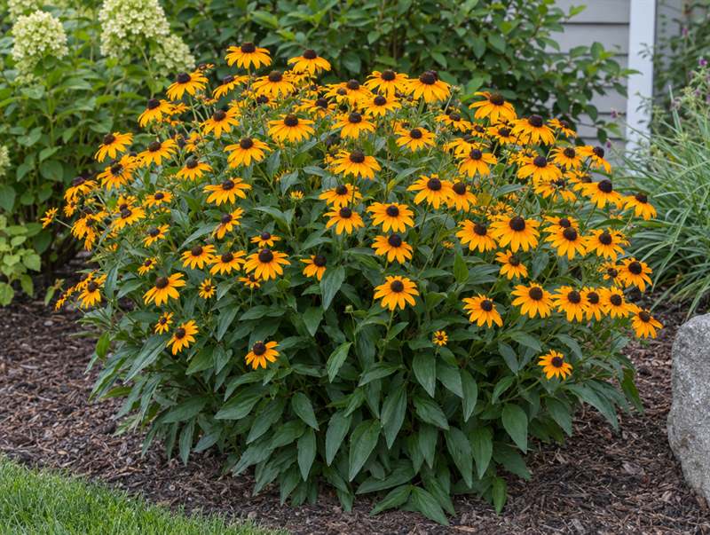 Orange coneflower: a dense mound covered in small golden-orange flowers with dark brown centres