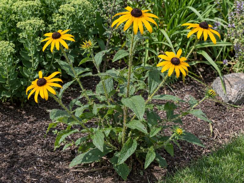 Black-eyed Susan: a loose plant with a few large yellow flowers with dark centres and bristly stems