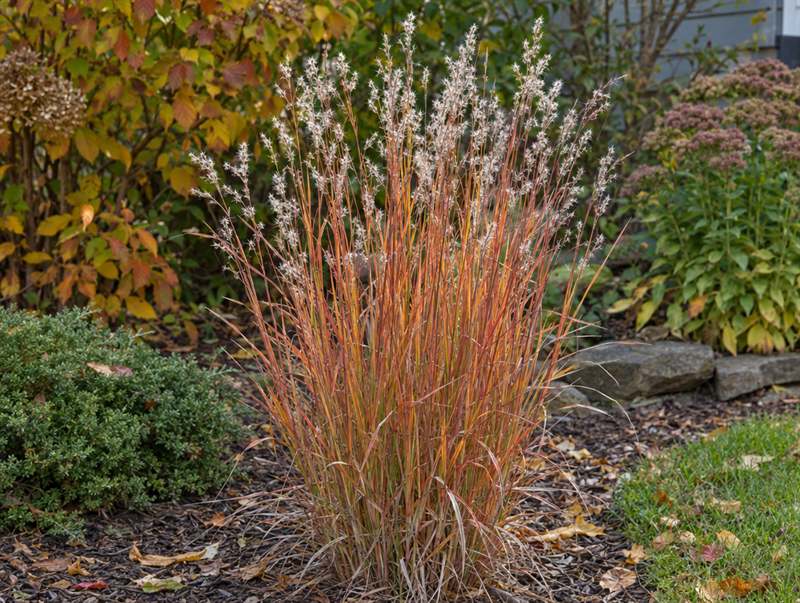 Little bluestem in autumn: an upright clump of copper-orange grass with silvery seed tufts
