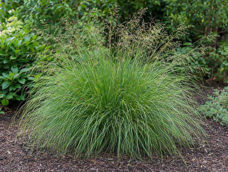 Prairie dropseed: a fountain-like mound of fine green blades under airy seed heads