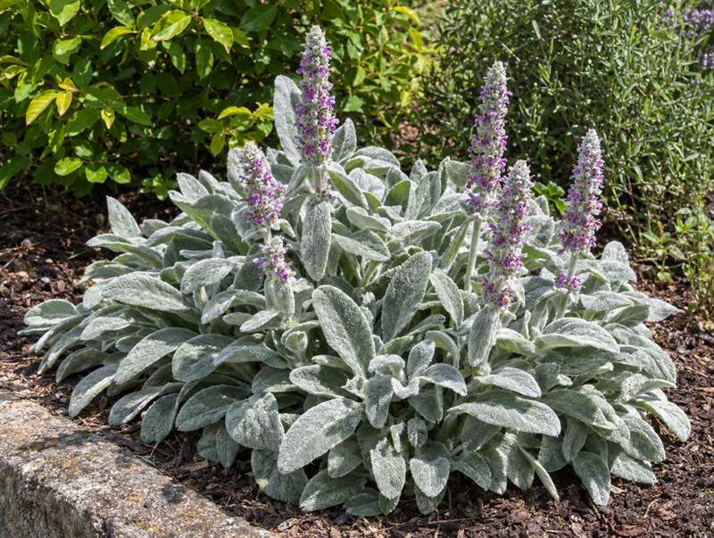 Lamb's ear edging a bed: a mat of woolly silver leaves with purple-pink flower spikes