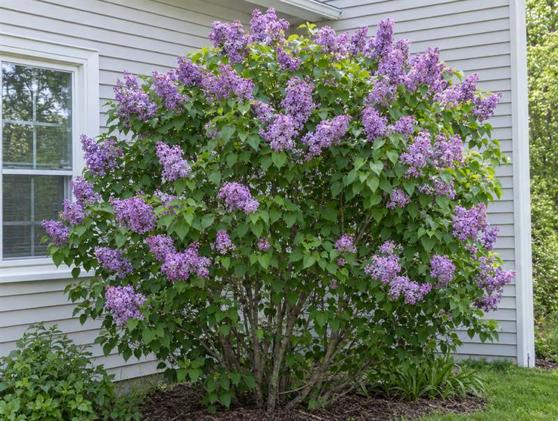 A common lilac beside a house, covered in cone-shaped clusters of purple flowers